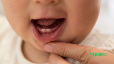 Bebek Diş Çıkarma Sırası: Tam Takvim, Belirtiler ve Uzman Önerileri